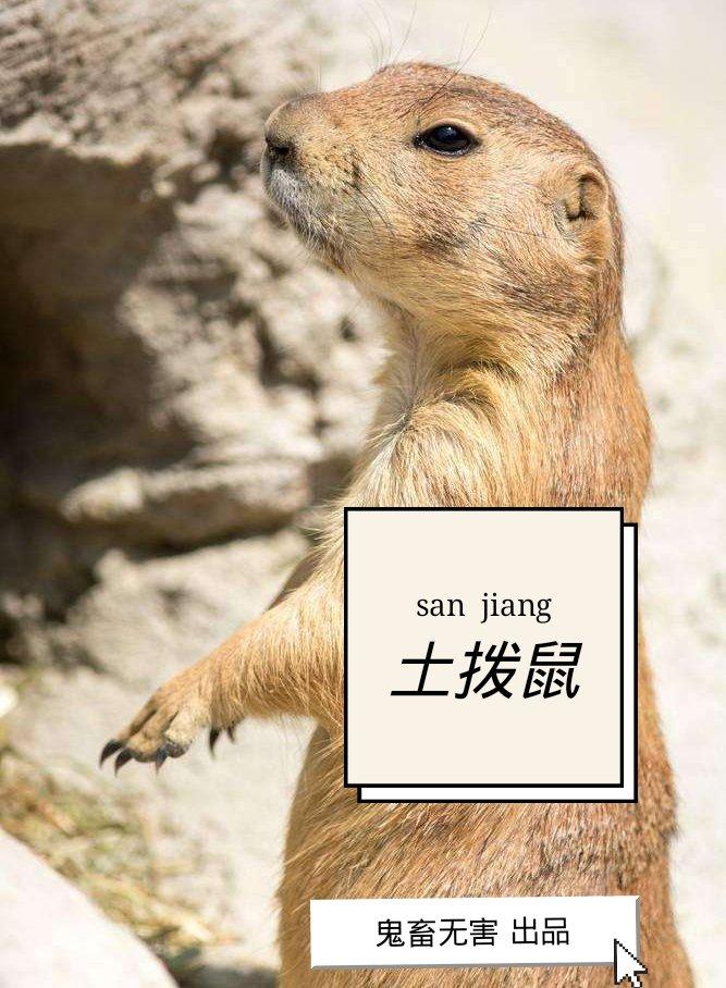 [综]大哥大的小娇狮
